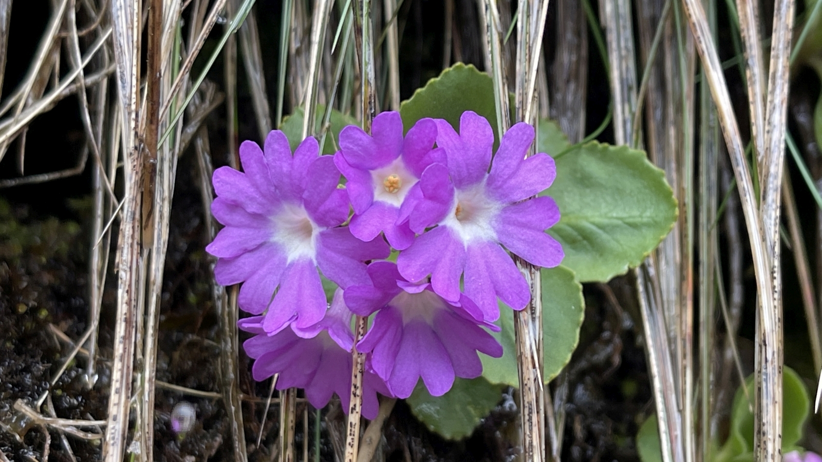 Primevère à Gorge blanche – Primula Hirsuta