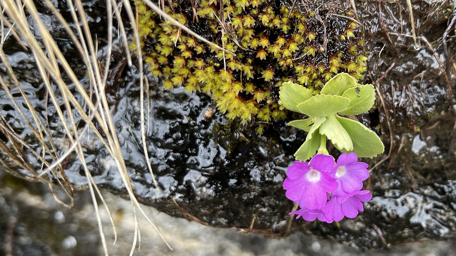 Primevère à Gorge blanche – Primula Hirsuta