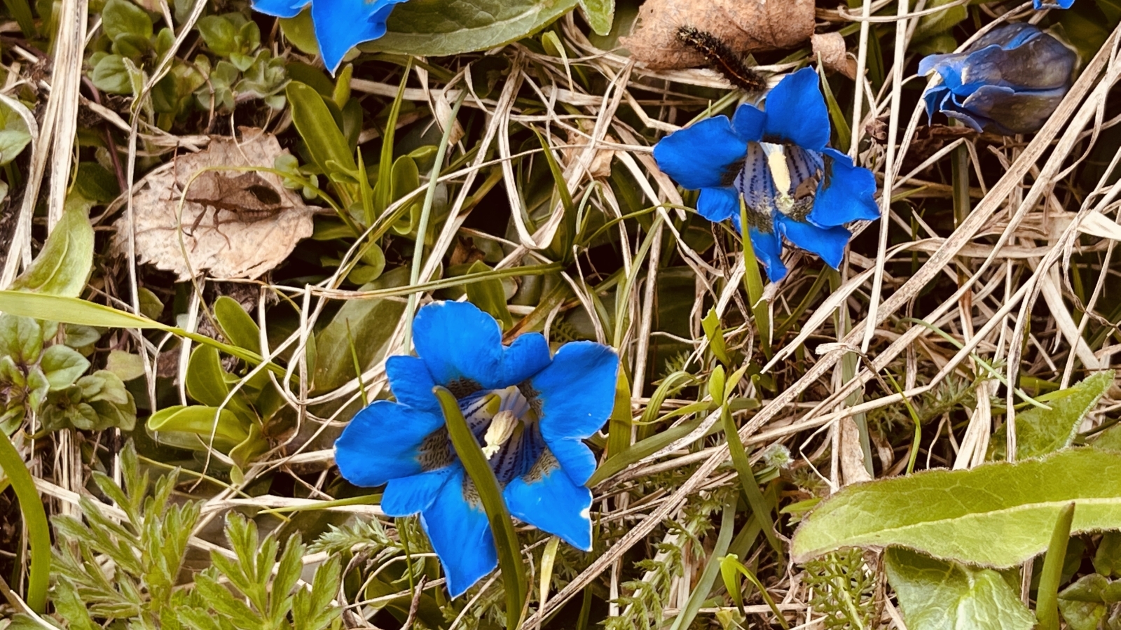 Gentiane Acaule – Gentiana Acaulis