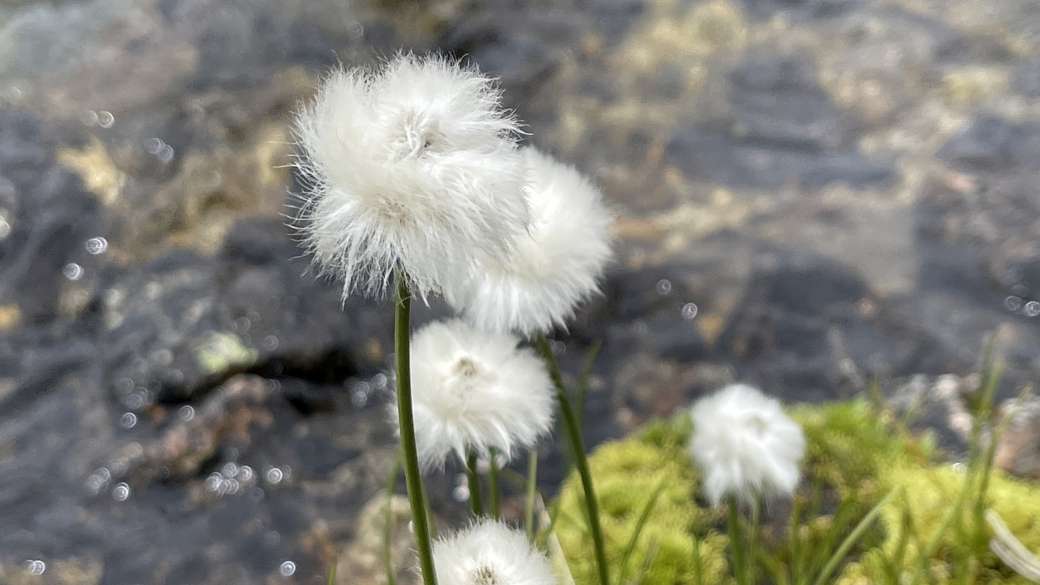 Linaigrette de Scheuchzer - Eriophorum Scheuchzeri Hoppe