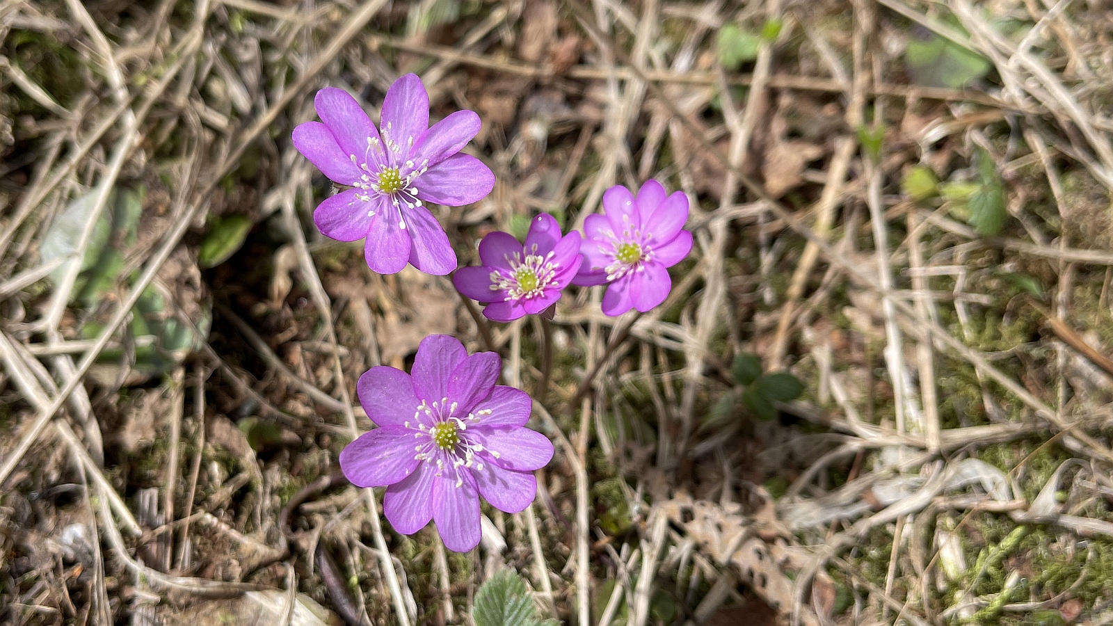 Anémone Hépatique – Hepatica Nobilis