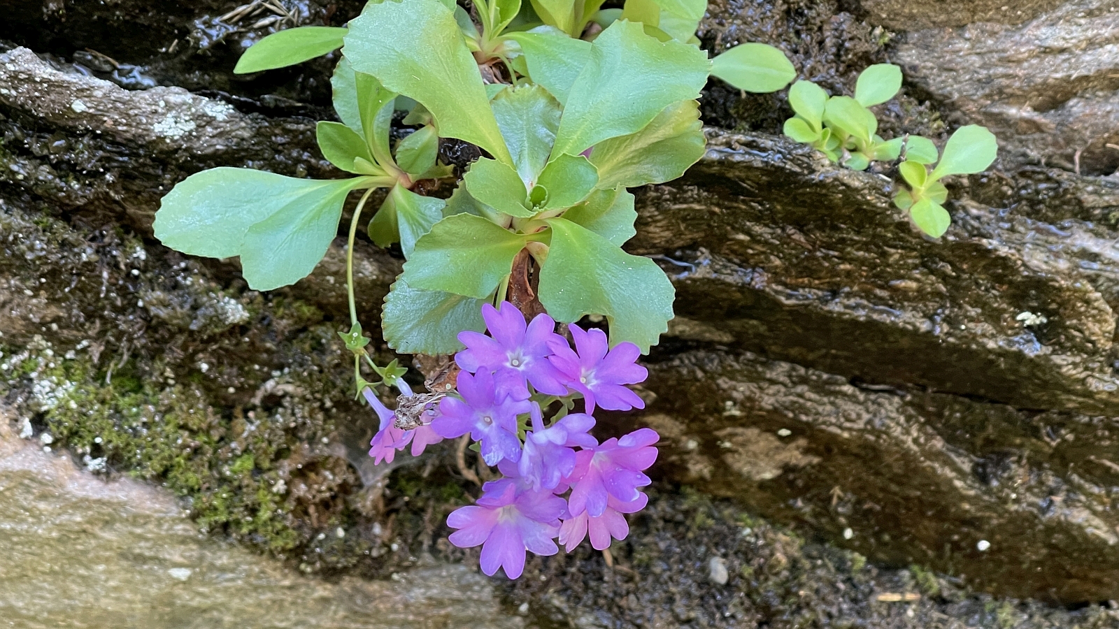 Primevère à Gorge blanche – Primula Hirsuta
