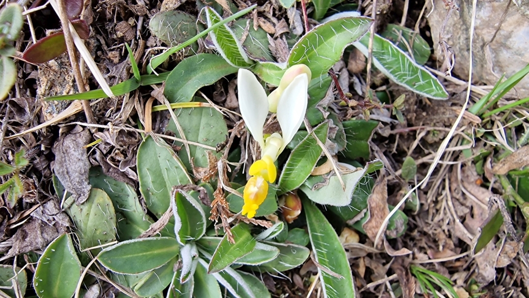 Polygale Petit Buis - Polygala Chamaebuxus
