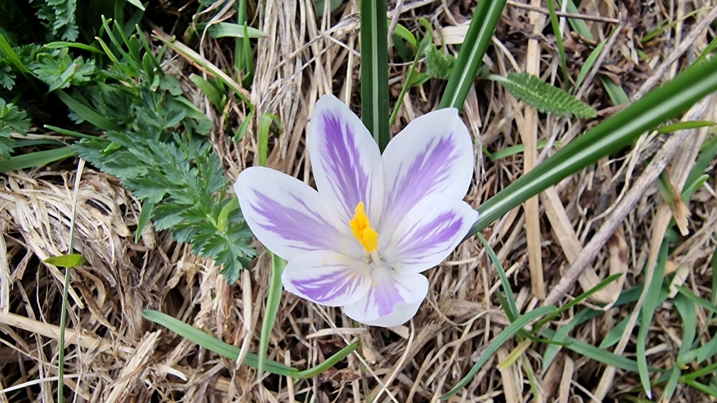 Crocus - Crocus Albiflorus