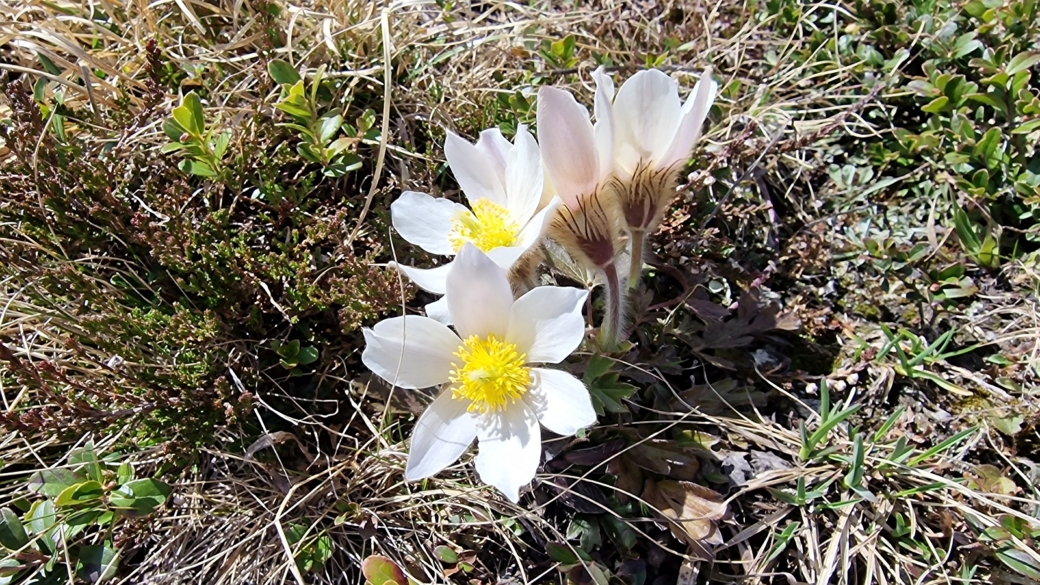 Pulsatille du Printemps - Pulsatilla Vernalis