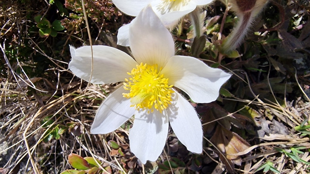 Pulsatille du Printemps - Pulsatilla Vernalis
