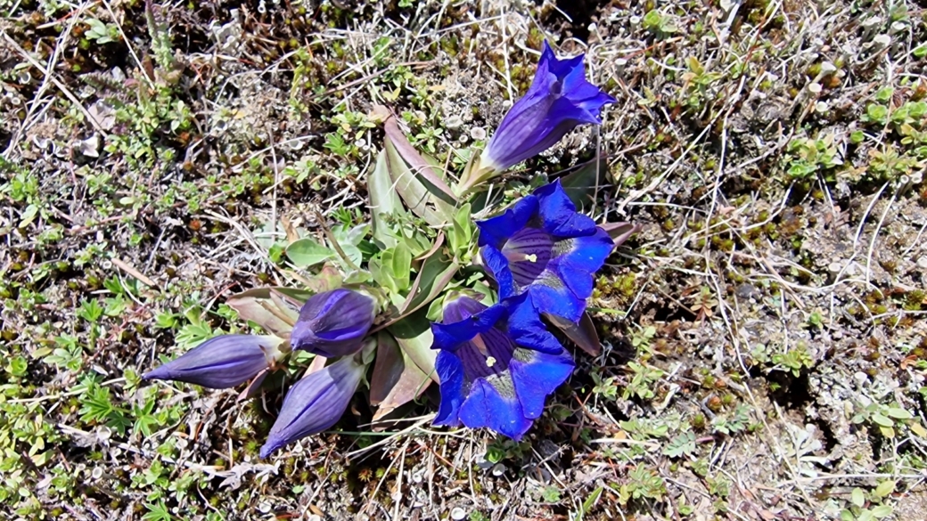 Gentiane Acaule - Gentiana Acaulis