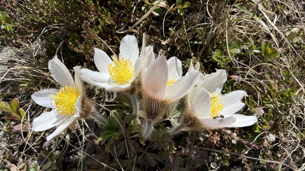 Pulsatille du Printemps - Pulsatilla Vernalis