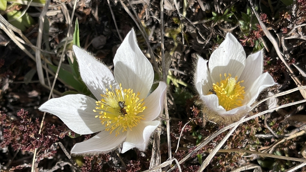 Pulsatille du Printemps - Pulsatilla Vernalis