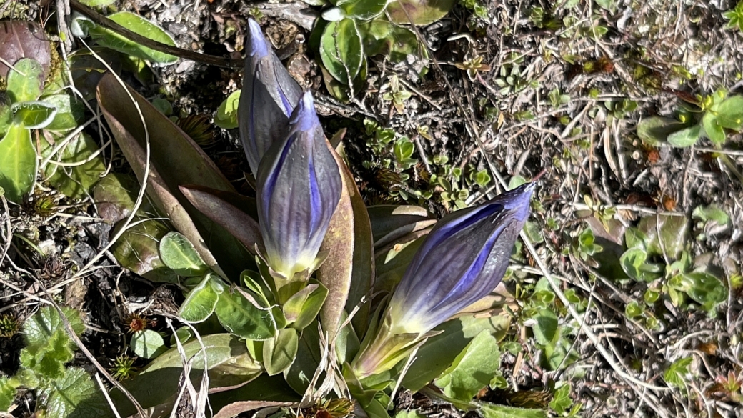 Gentiane Acaule - Gentiana Acaulis