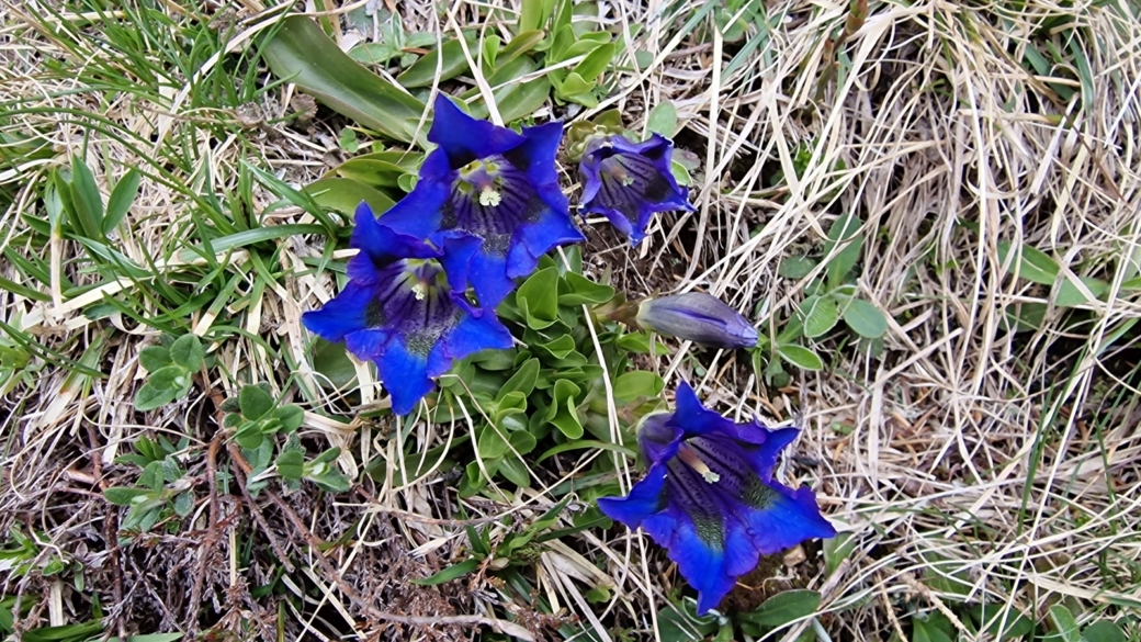 Gentiane Acaule - Gentiana Acaulis