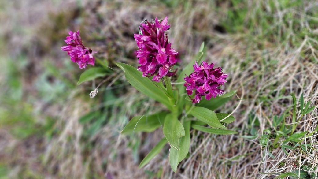 Orchis à Odeur de sureau - Dactylorhiza Sambucina