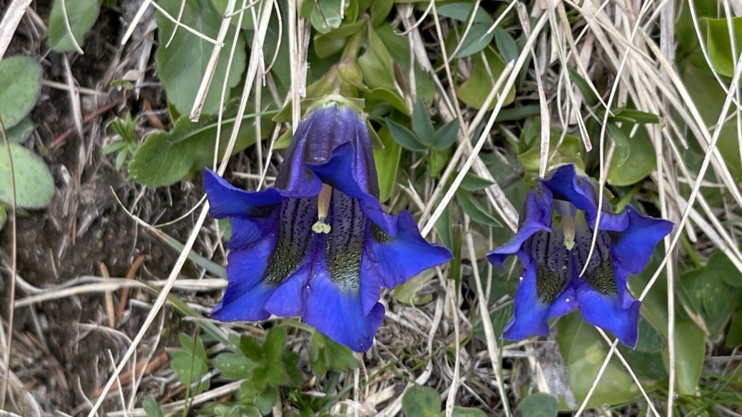Gentiane Acaule - Gentiana Acaulis