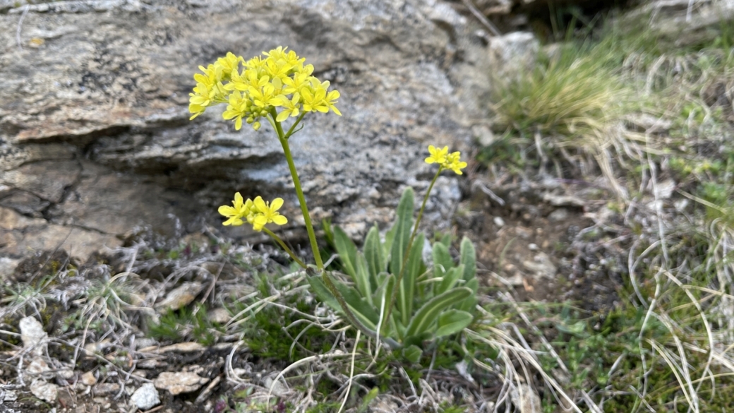 Biscutelle - Biscutella Laevigata