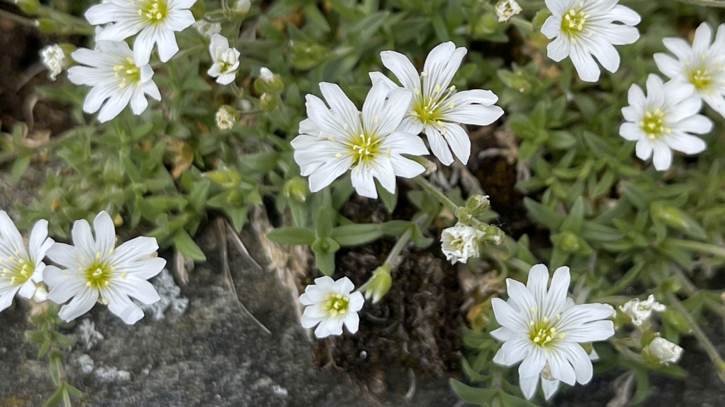 Céraiste des Champs - Cerastium Arvense