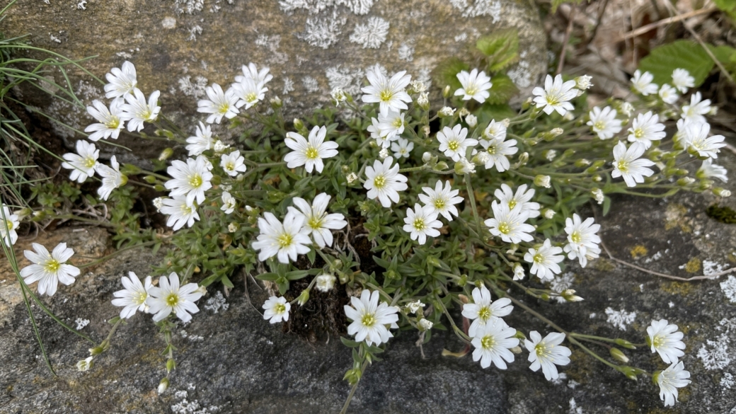 Céraiste des Champs - Cerastium Arvense