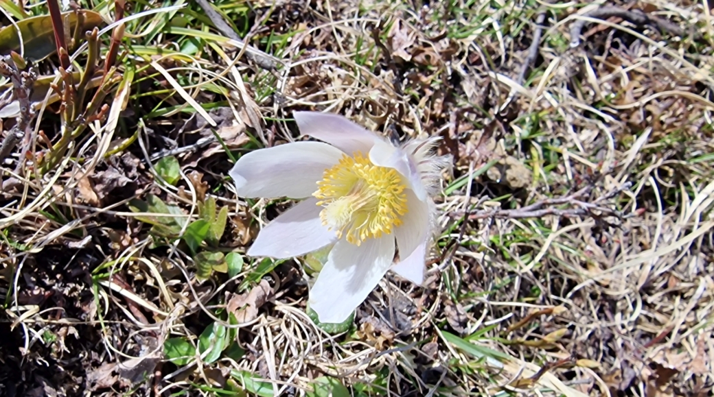 Pulsatille du Printemps - Pulsatilla Vernalis