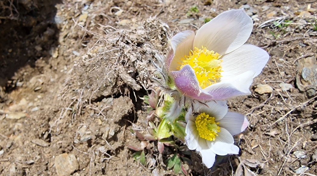 Pulsatille du Printemps - Pulsatilla Vernalis