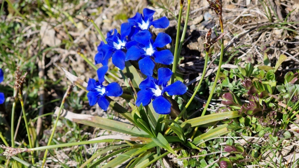 Gentiane Printanière - Gentiana Verna
