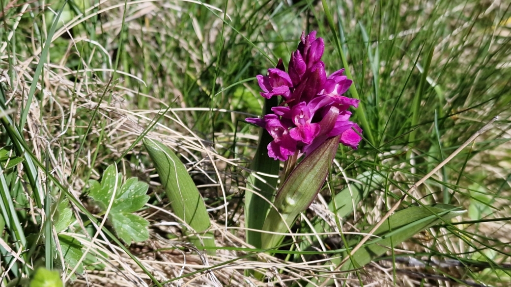 Orchis à Odeur de sureau - Dactylorhiza Sambucina