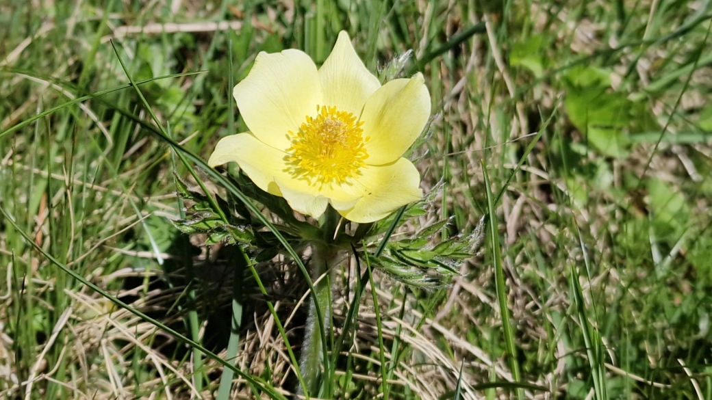 Pulsatille soufrée - Pulsatilla Alpina subsp. apiifolia