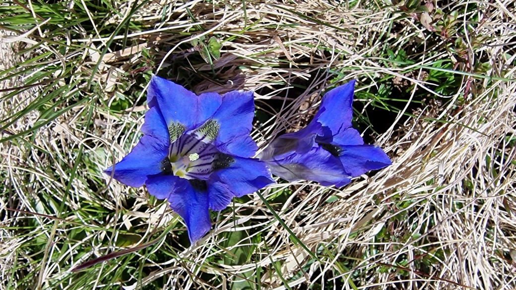 Gentiane Acaule - Gentiana Acaulis