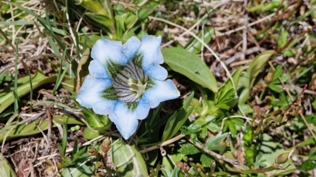 Gentiane Acaule - Gentiana Acaulis