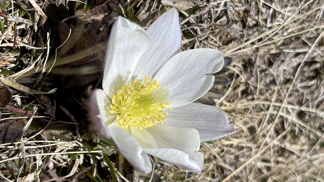 Pulsatille du Printemps - Pulsatilla Vernalis