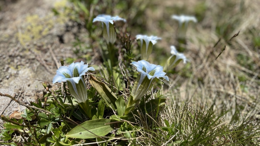 Gentiane Acaule - Gentiana Acaulis