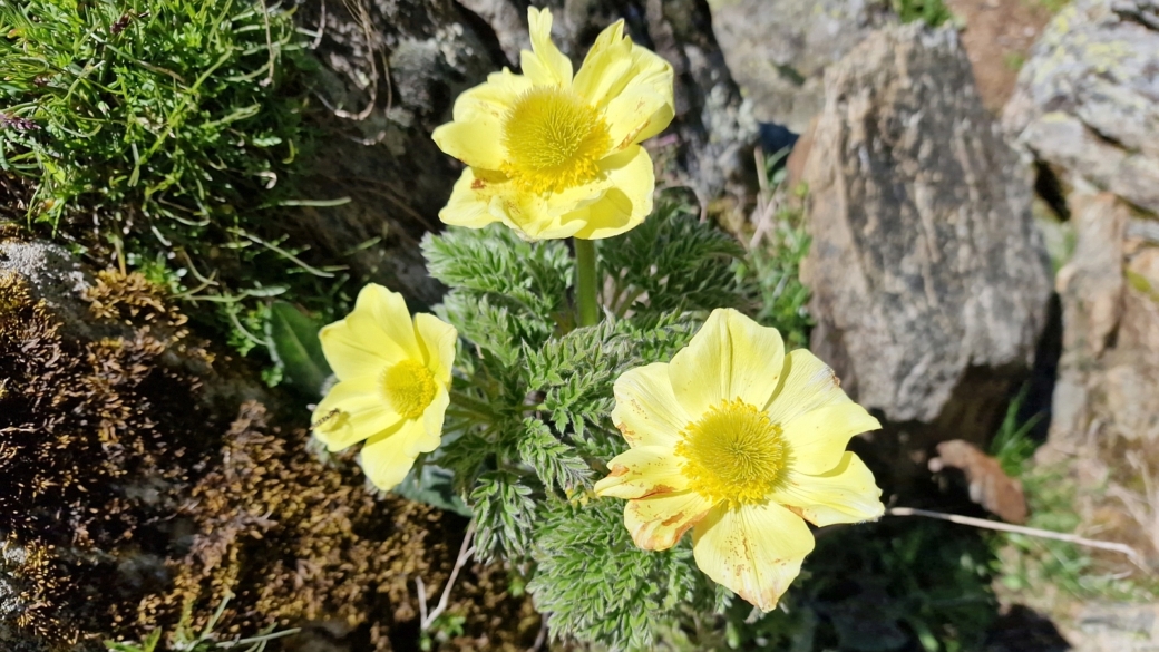 Pulsatille soufrée - Pulsatilla Alpina subsp. apiifolia
