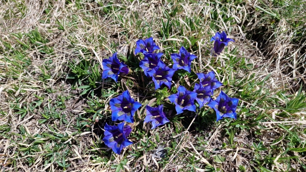 Gentiane Acaule - Gentiana Acaulis