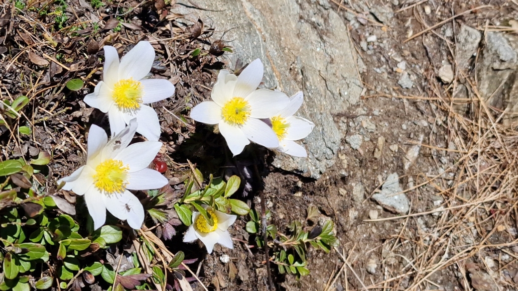 Pulsatille du Printemps - Pulsatilla Vernalis