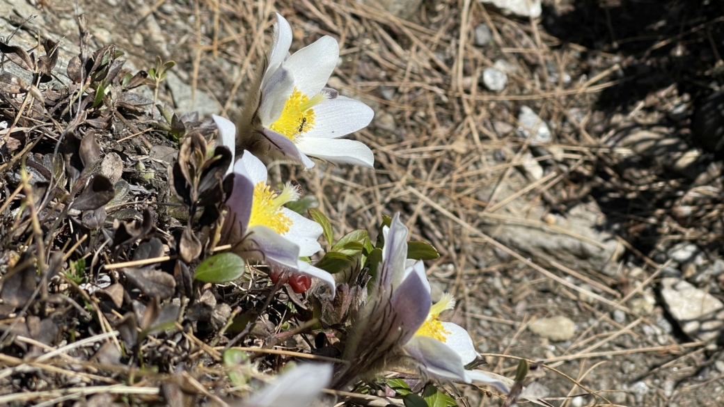 Pulsatille du Printemps - Pulsatilla Vernalis