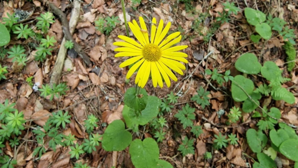 Doronic à feuilles cordées - Doronicum Pardalianches L.