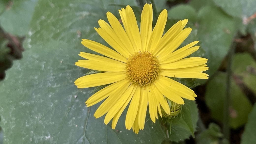 Doronic à feuilles cordées - Doronicum Pardalianches L.