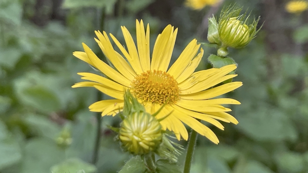 Doronic à feuilles cordées - Doronicum Pardalianches L.
