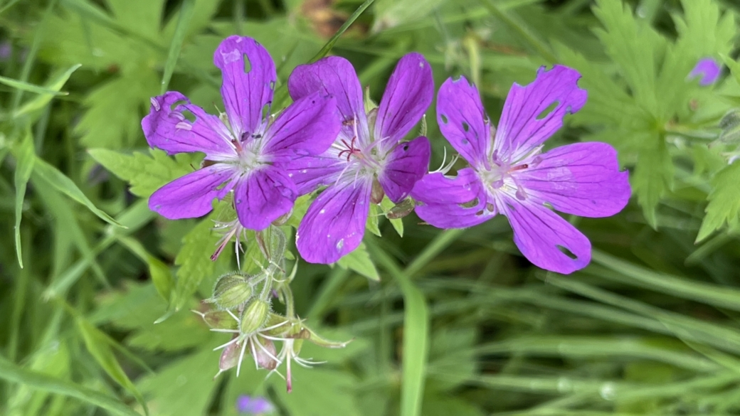 Géranium - Geranium