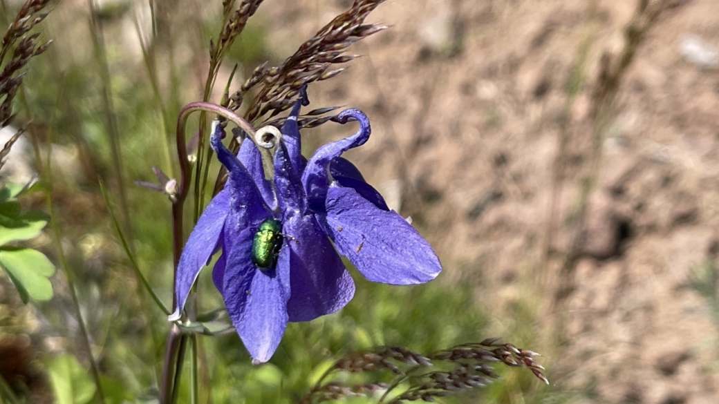 Aquilegia Vulgaris - Ancolie Commune