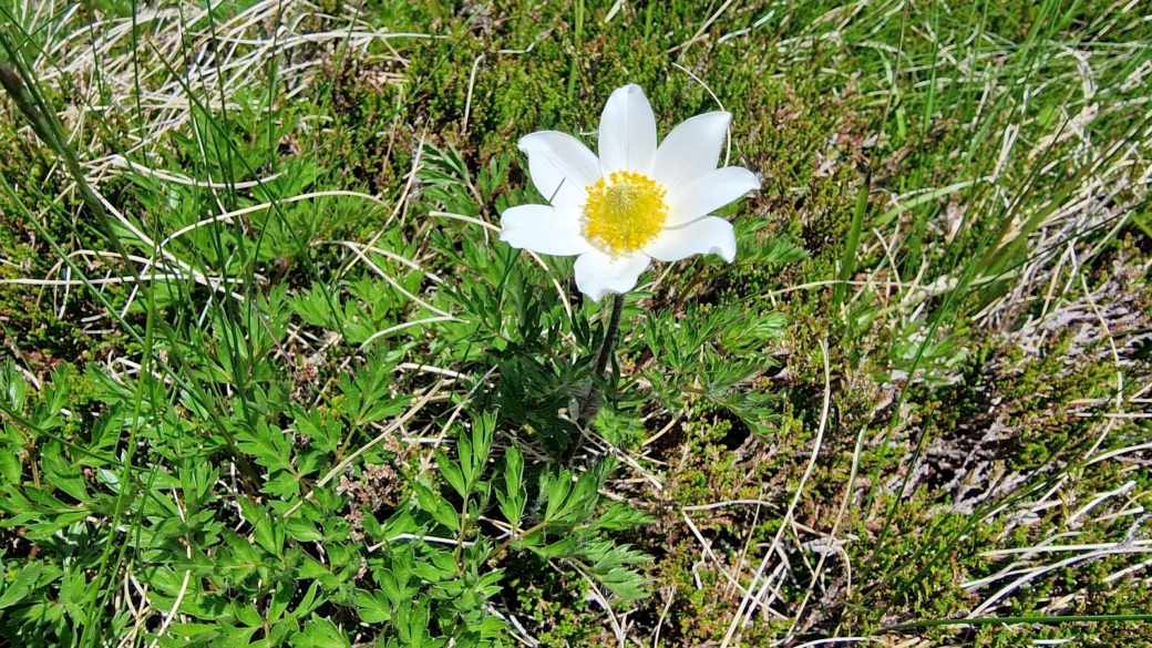 Anémone pulsatille des Alpes - Pulsatilla Alpina