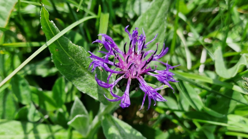 Centaurée des Montagnes - Centaurea Montana