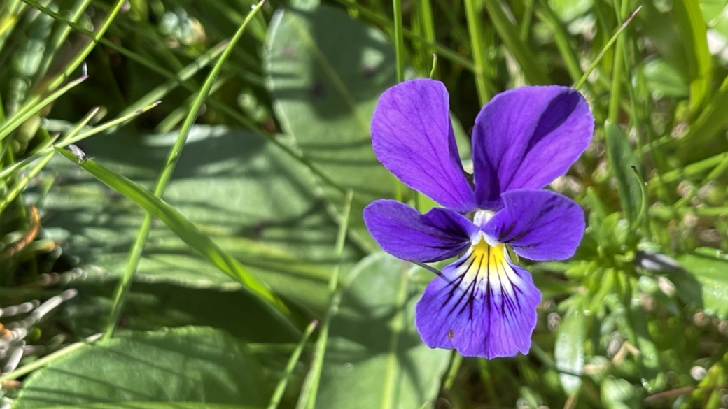 Pensée Jaune - Viola Lutea