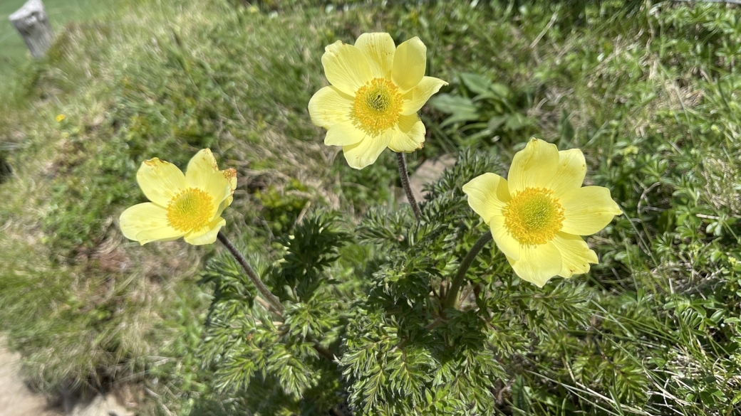 Pulsatille soufrée - Pulsatilla Alpina subsp. apiifolia