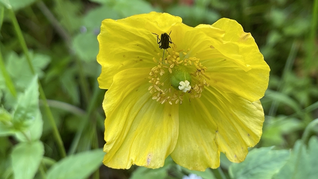 Pavot d'Islande - Papaver Croceum