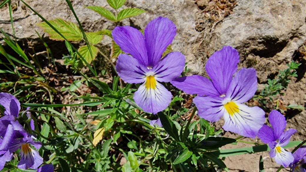 Pensée Jaune - Viola Lutea