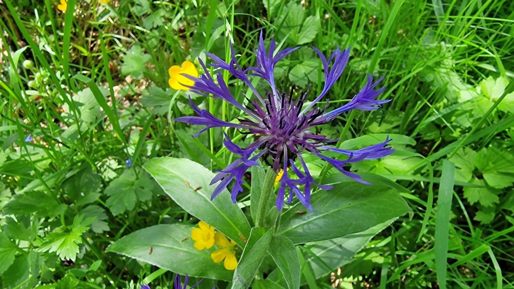 Centaurée des Montagnes - Centaurea Montana