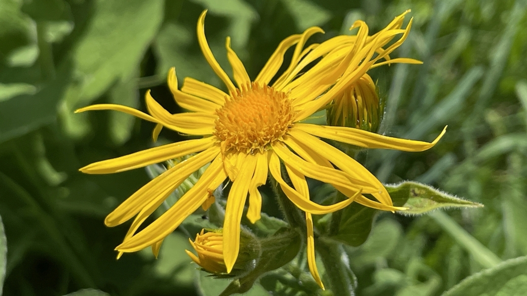 Séneçon Doronic - Senecio Doronicum