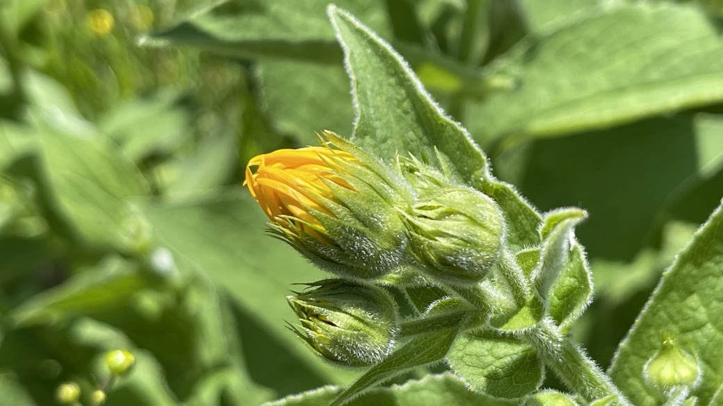 Séneçon Doronic - Senecio Doronicum