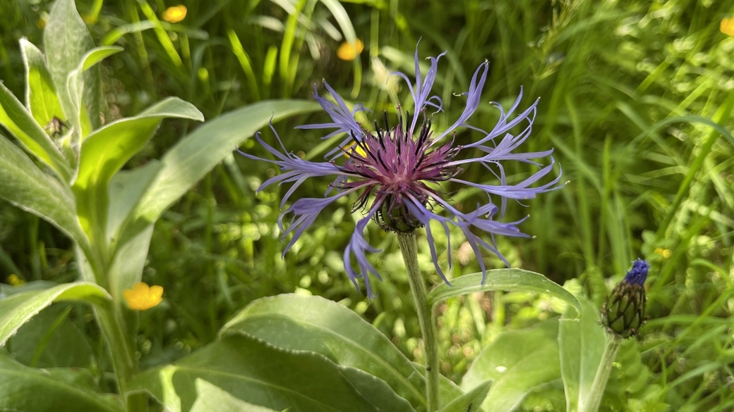 Centaurée des Montagnes - Centaurea Montana