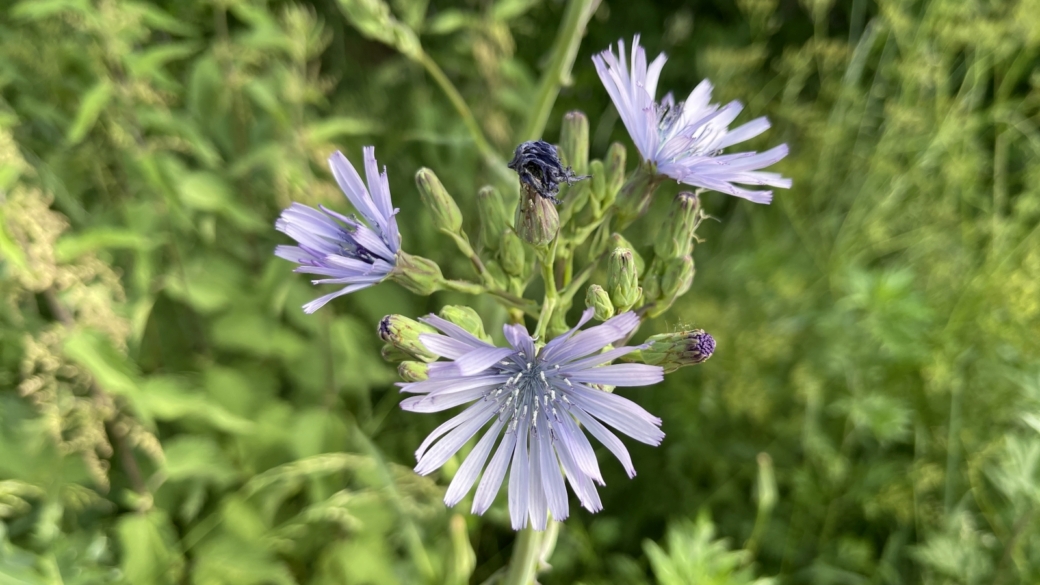 Laitue de Plumier - Cicerbita Plumieri
