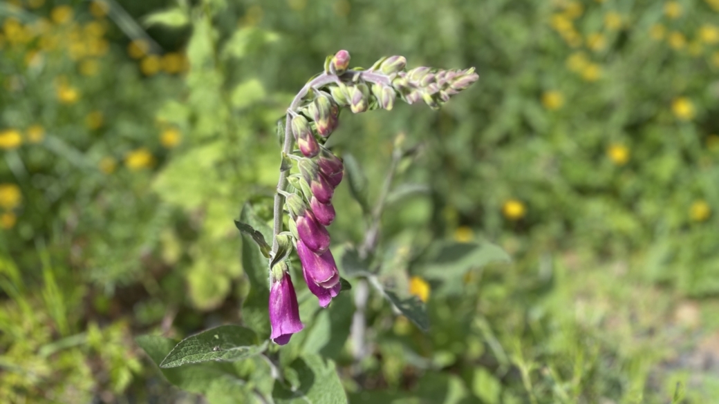 Digitale Pourpre - Digitalis Purpurea